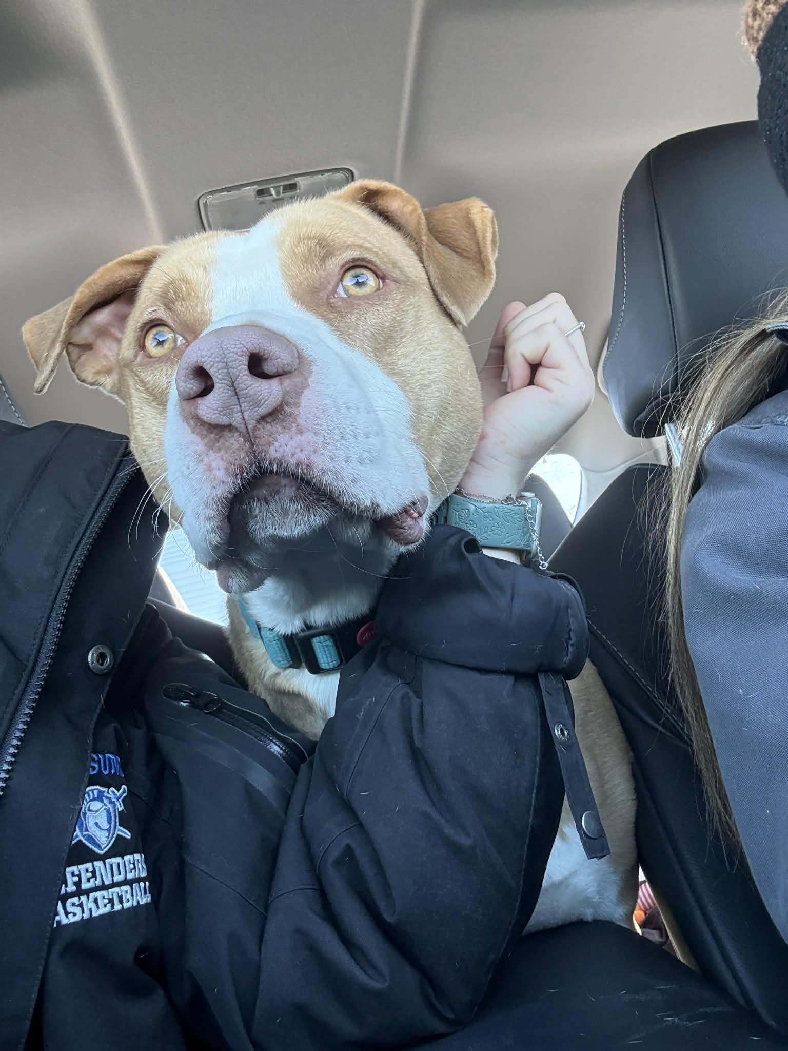 Enlarge Mack, a Adoptable Pit Bull Terrier in Myerstown, PA image 5/5