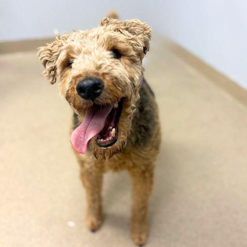 Enlarge HARRY, a Adoptable Welsh Terrier in Aurora, CO image 1/1