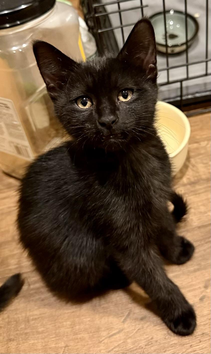 Ring Ding, an adopted mixed breed in Red Bank, NJ image 2/2