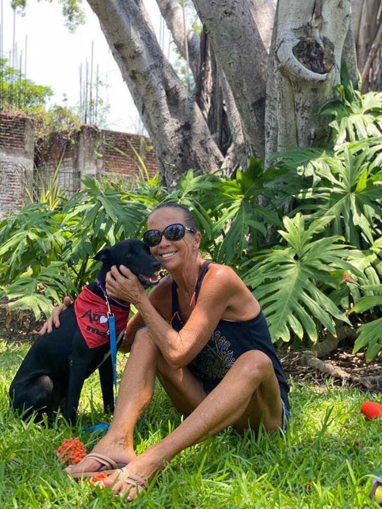 Dante, Adopted, Adult Male Mixed Breed & Labrador Retriever.