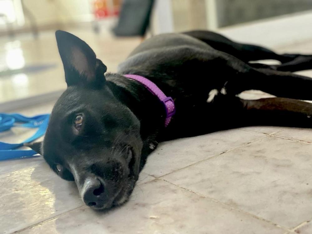 Enlarge Dante, a Adopted mixed breed in San Diego, CA image 2/6