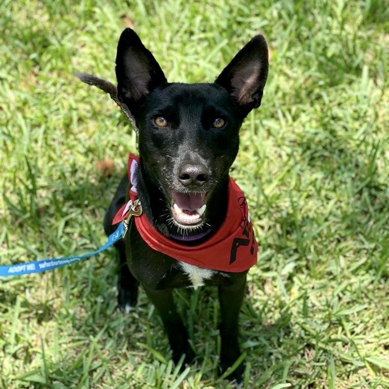 Enlarge Dante, a Adopted mixed breed in San Diego, CA image 3/6