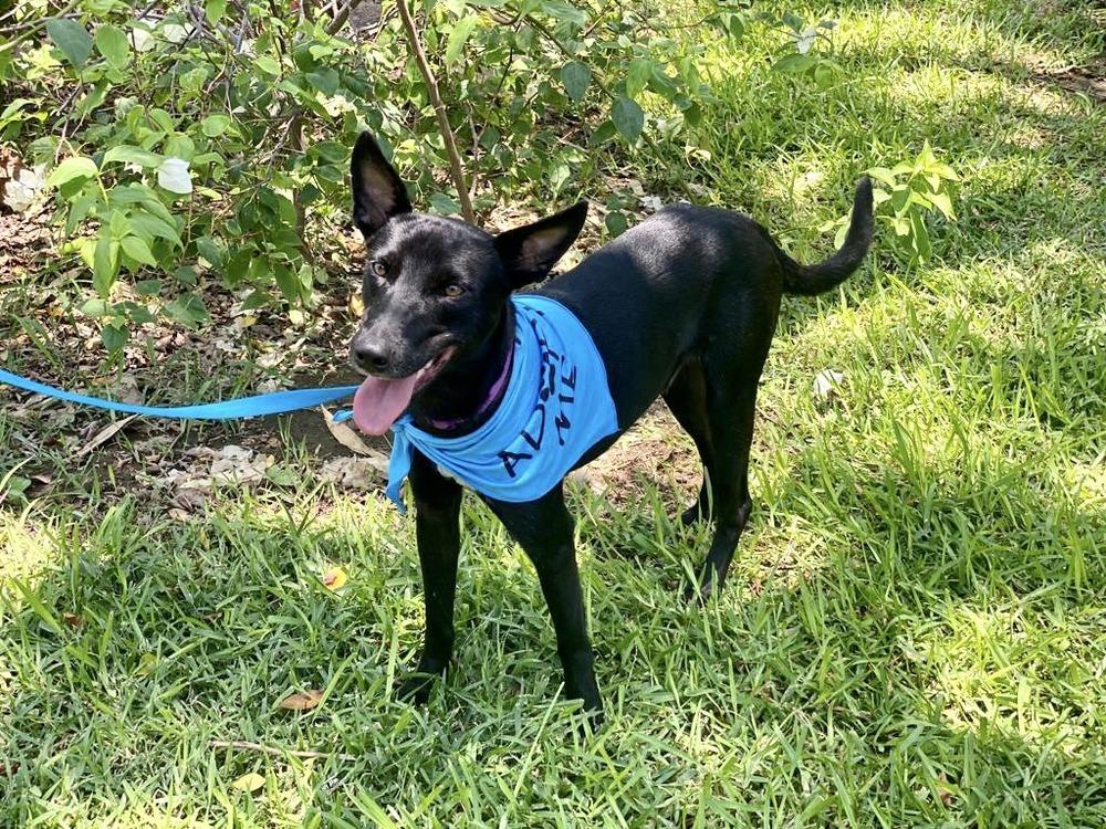 Enlarge Dante, a Adopted mixed breed in San Diego, CA image 5/6