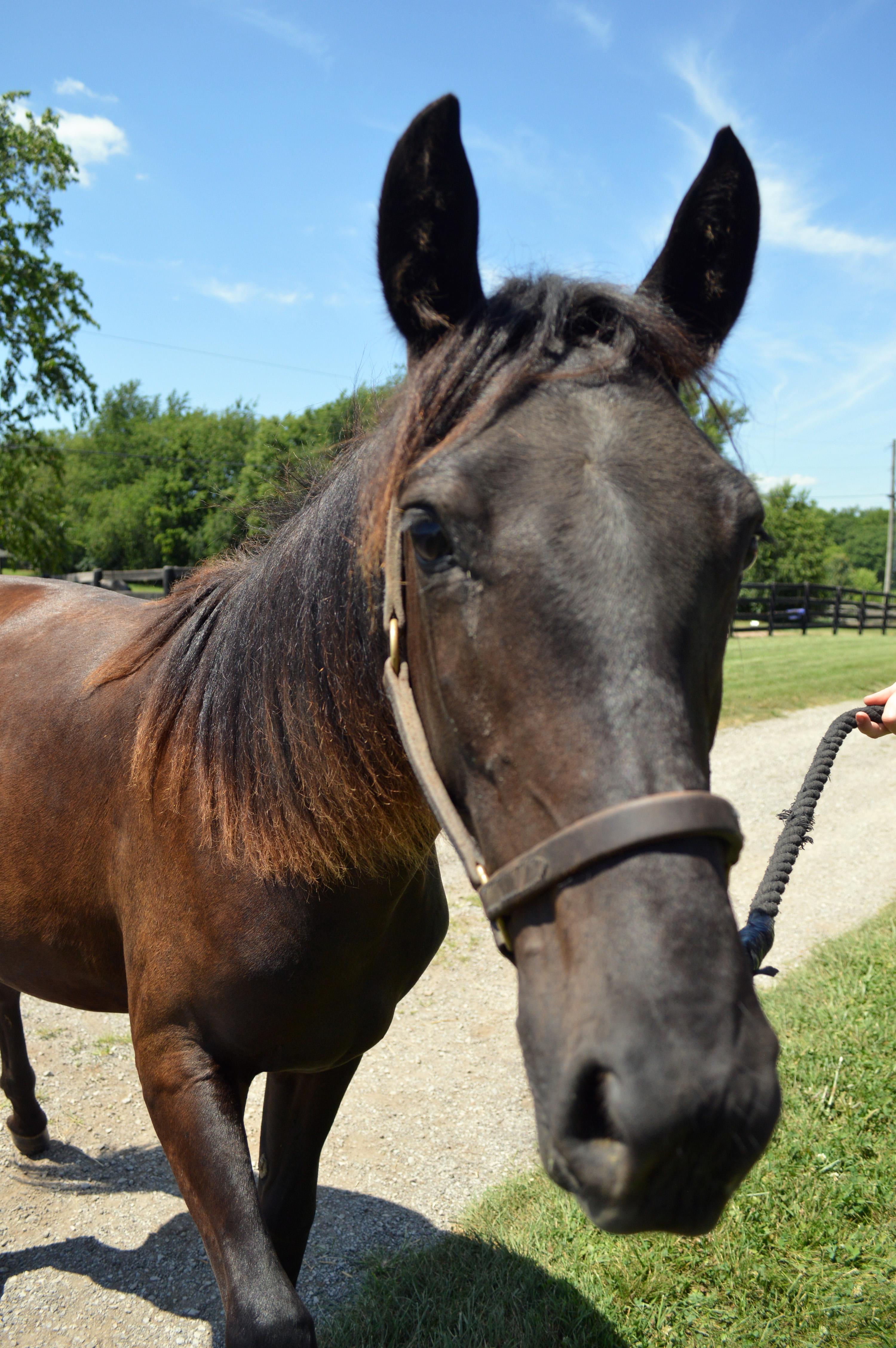 Cyclone, a Adoptable Grade in Nicholasville, KY image 2/4