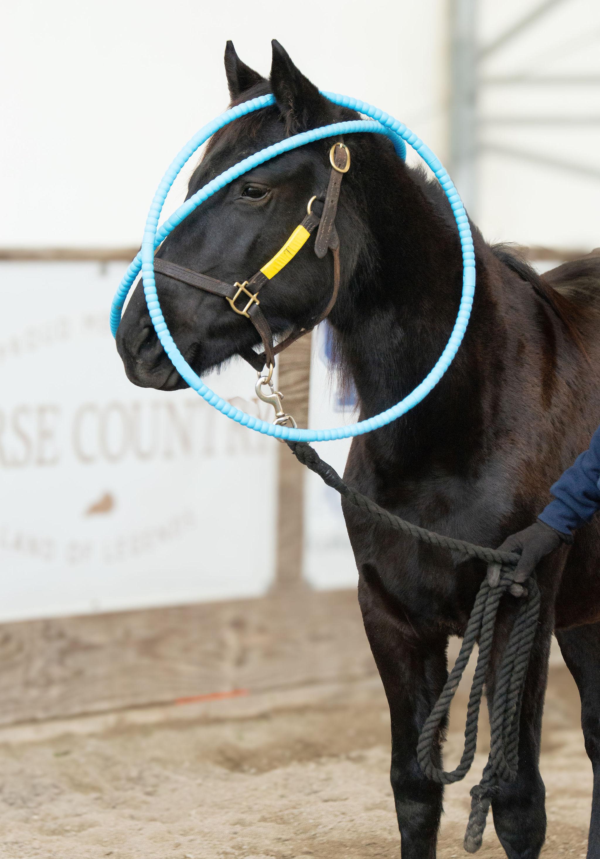 Cyclone, Adoptable, Young Female Grade.