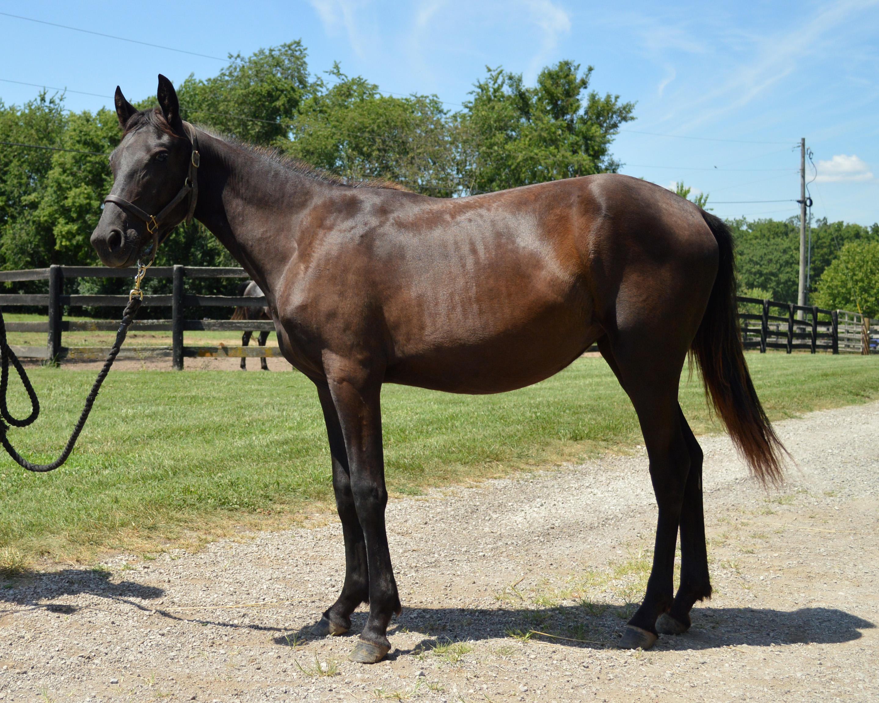 Cyclone, a Adoptable Grade in Nicholasville, KY image 1/4