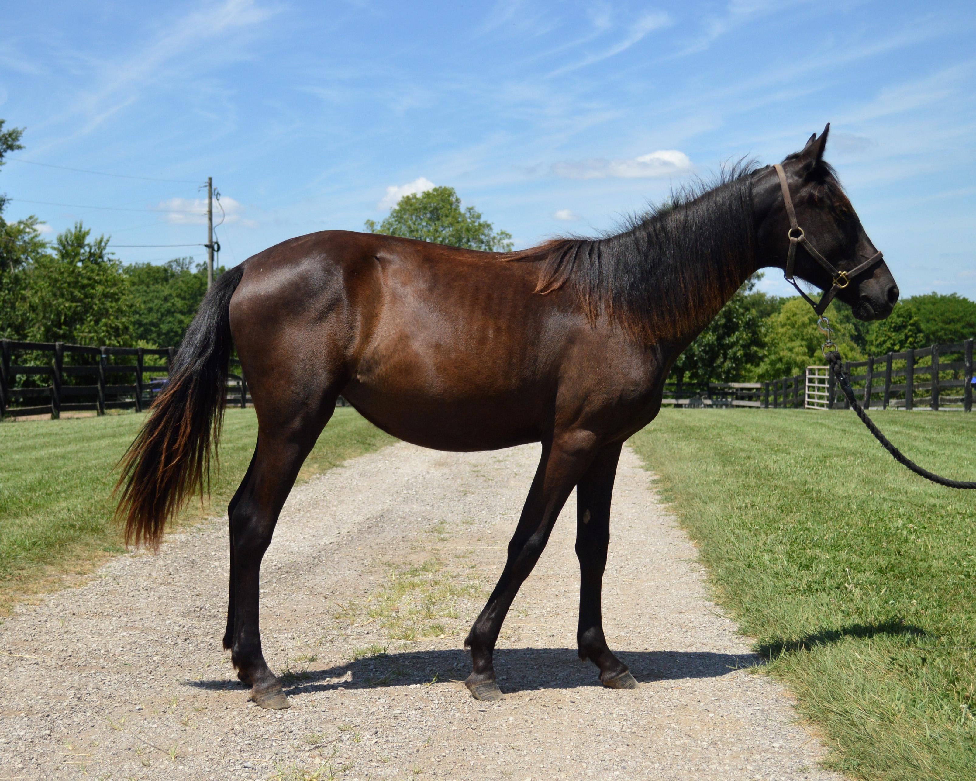 Cyclone, a Adoptable Grade in Nicholasville, KY image 3/4