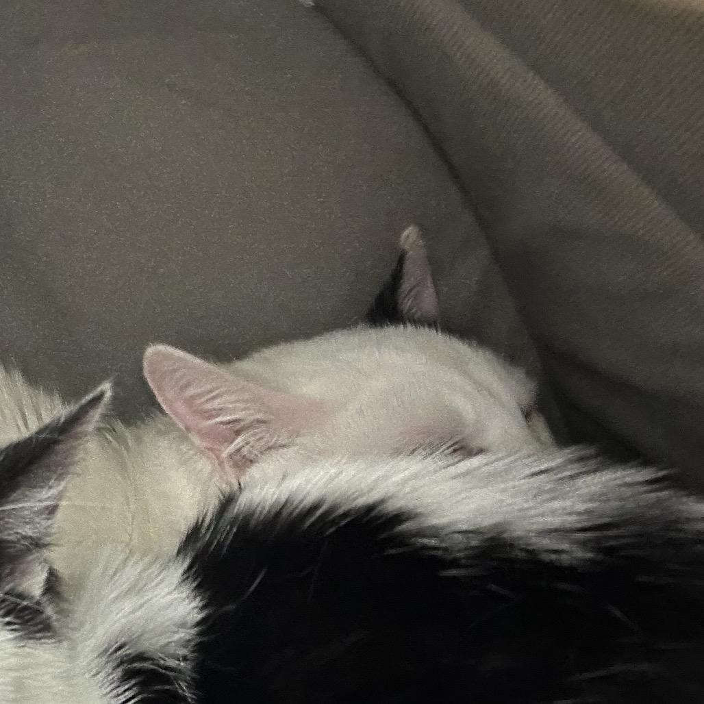 Jerry, Adoptable, Young Male Domestic Short Hair.