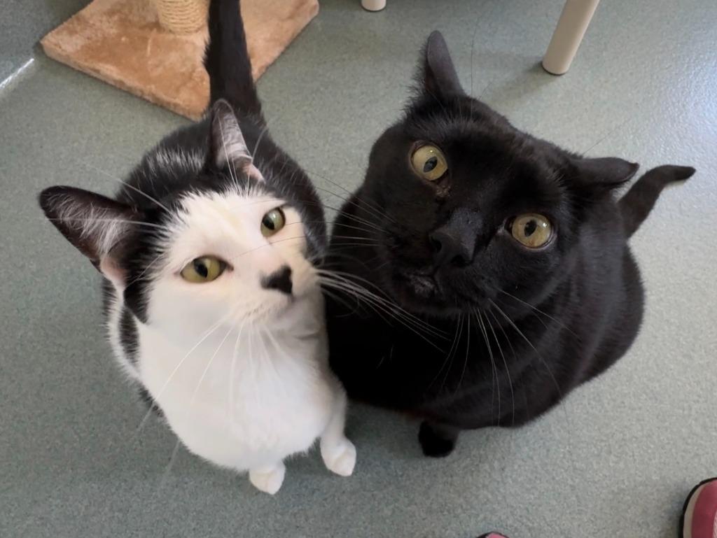 Shylo, Adoptable, Adult Female Domestic Short Hair.