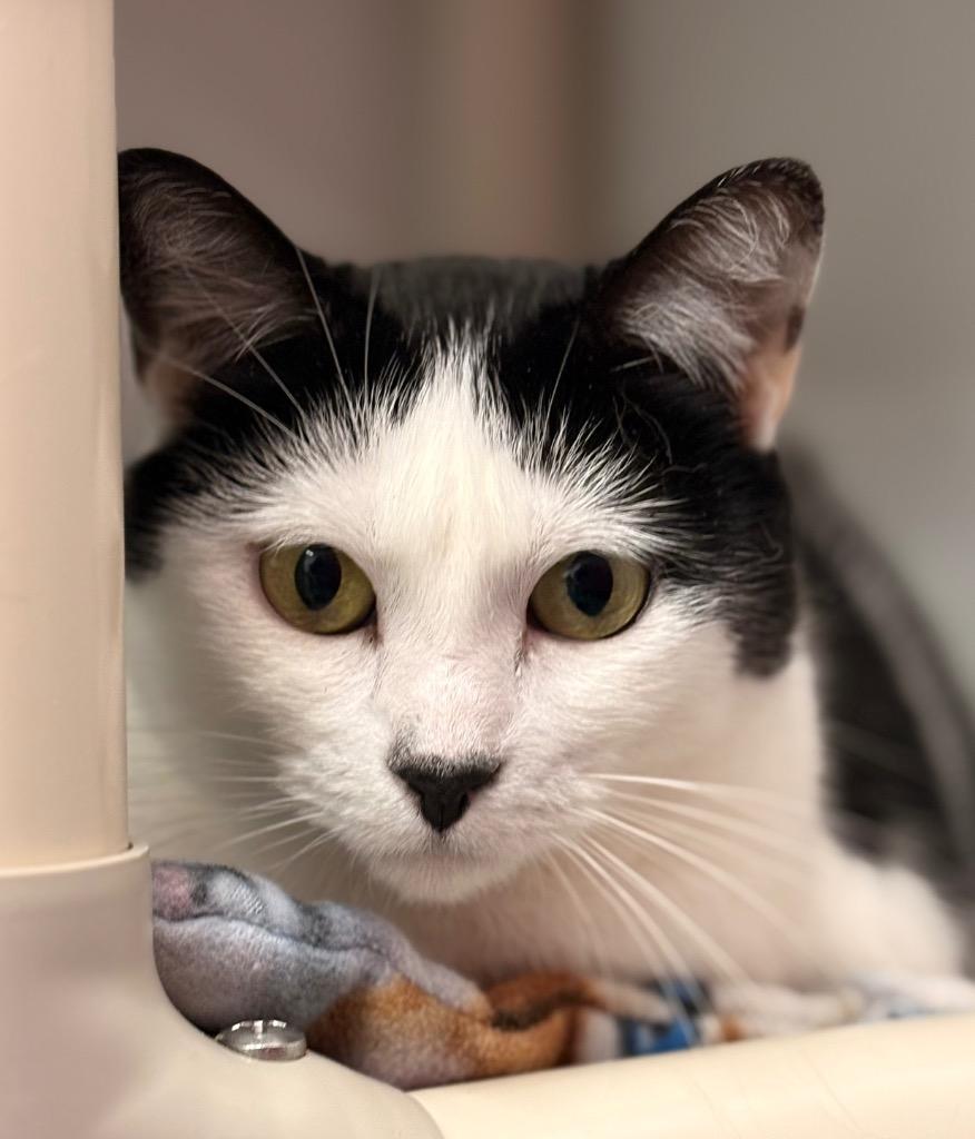 Enlarge Shylo, a Adoptable mixed breed in Cumberland, ME image 2/6