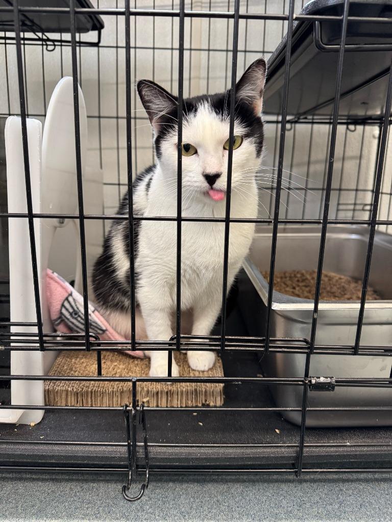 Enlarge Shylo, a Adoptable mixed breed in Cumberland, ME image 3/6