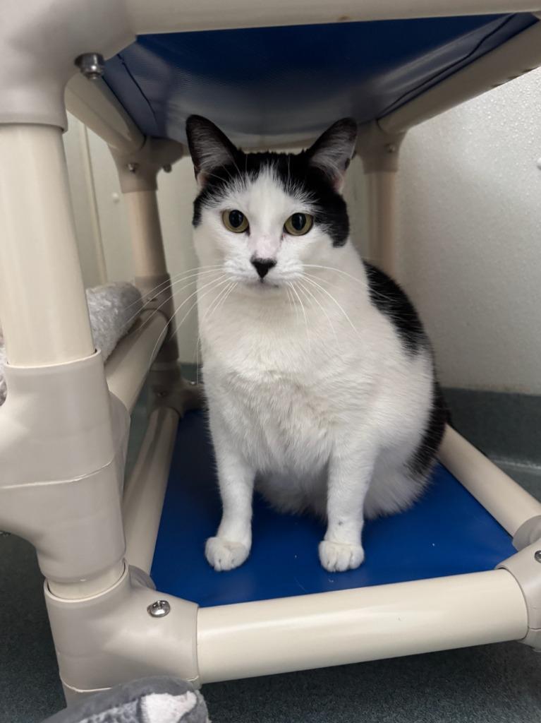 Shylo, Adoptable, Adult Female Domestic Short Hair.