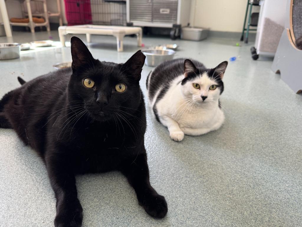 Enlarge Shylo, a Adoptable mixed breed in Cumberland, ME image 2/5