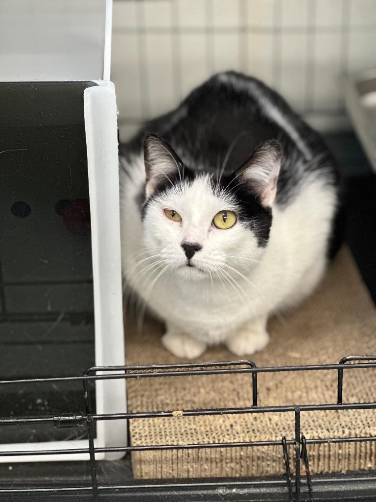 Enlarge Shylo, a Adoptable mixed breed in Cumberland, ME image 4/6