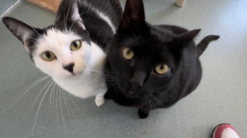 Enlarge Shylo, a Adoptable mixed breed in Cumberland, ME image 6/6