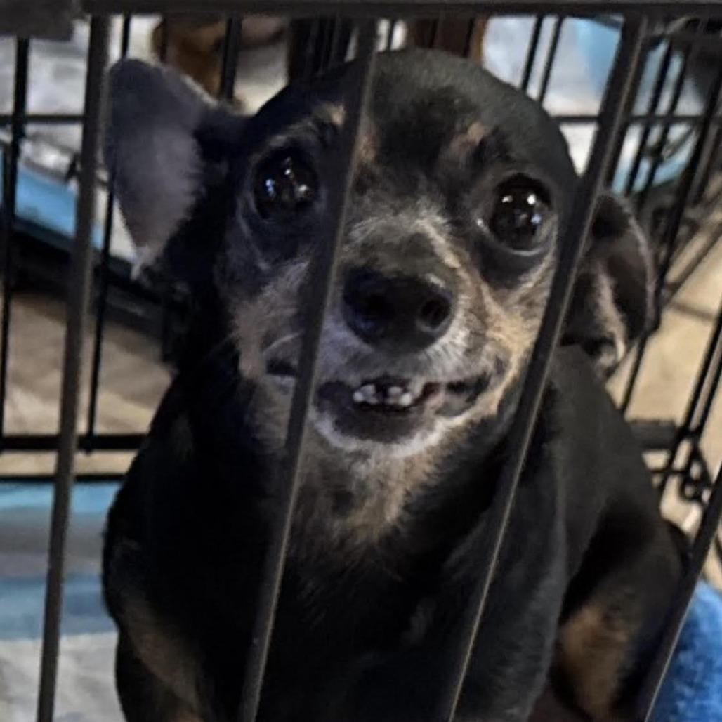 Enlarge Sidney, a Adoptable mixed breed in North Port, FL image 1/1