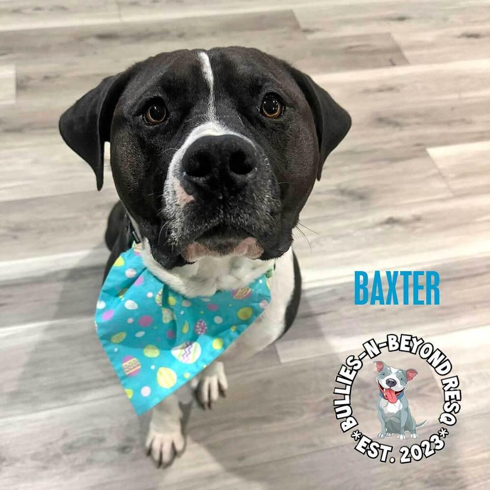 Baxter, Adoptable, Adult Male American Bulldog & American Staffordshire Terrier.