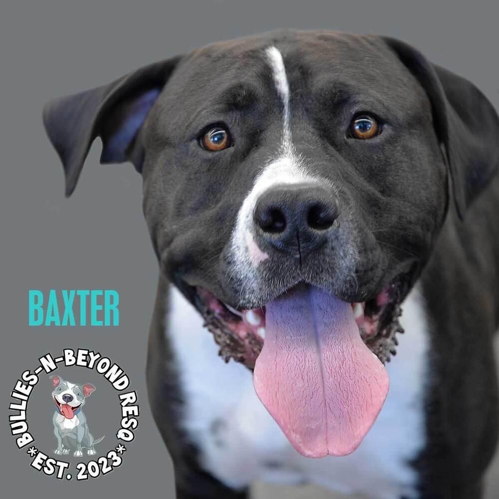 Baxter, Adoptable, Adult Male American Bulldog & American Staffordshire Terrier.