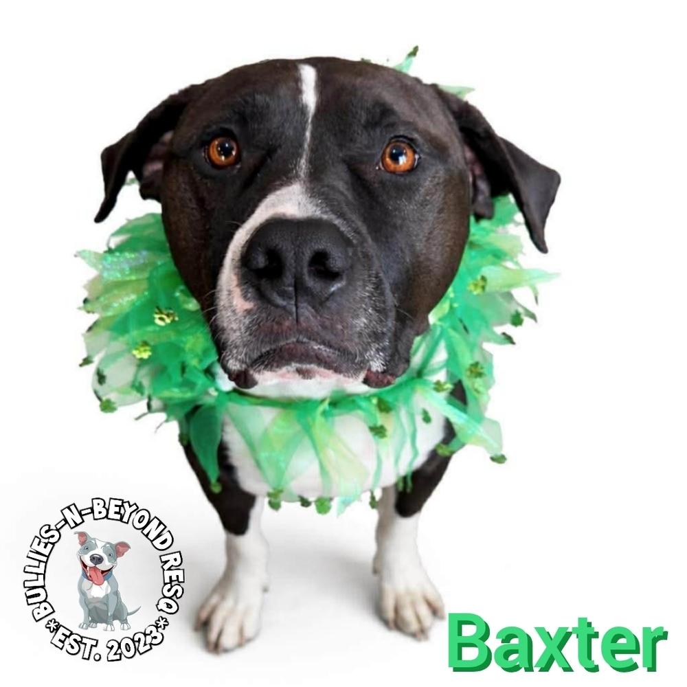 Enlarge Baxter, a Adoptable mixed breed in Omaha, NE image 2/6