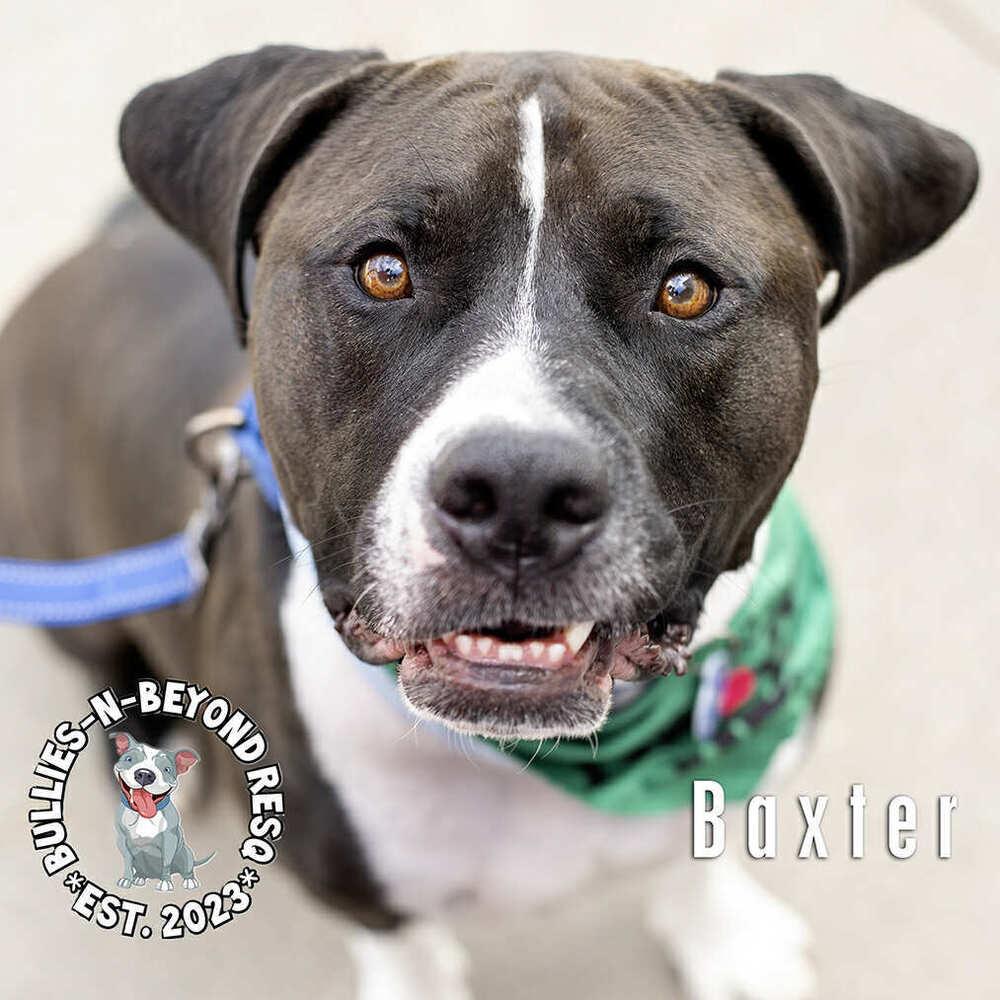 Enlarge Baxter, a Adoptable mixed breed in Omaha, NE image 4/6