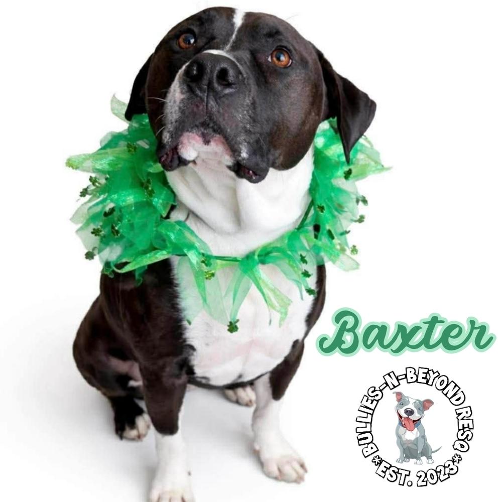 Enlarge Baxter, a Adoptable mixed breed in Omaha, NE image 4/6