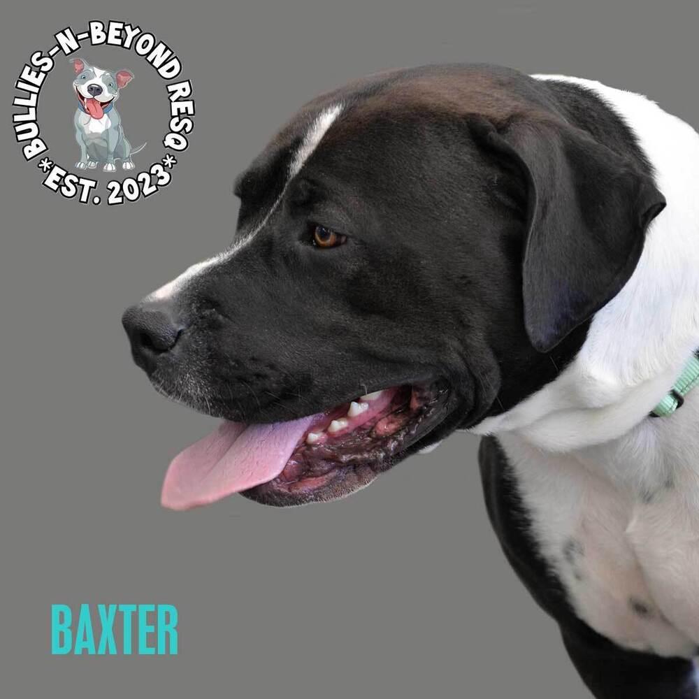 Enlarge Baxter, a Adoptable mixed breed in Omaha, NE image 5/6