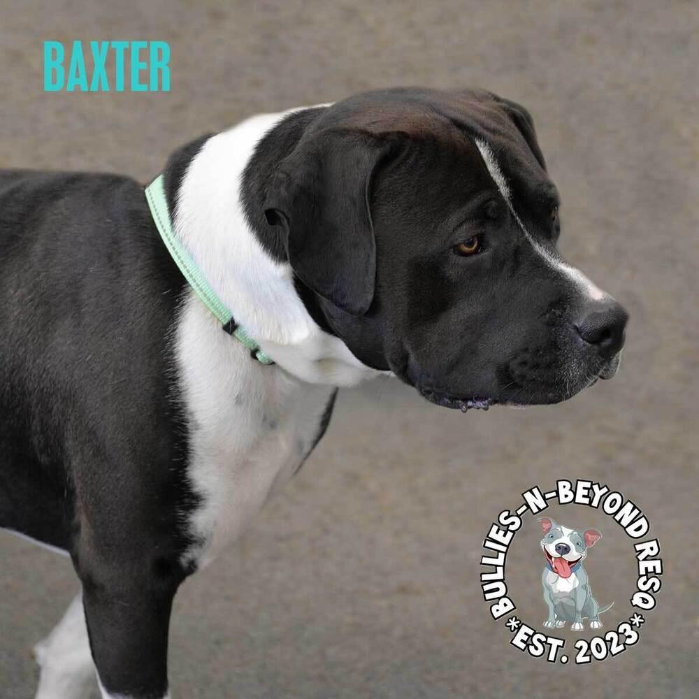 Enlarge Baxter, a Adoptable mixed breed in Omaha, NE image 6/6