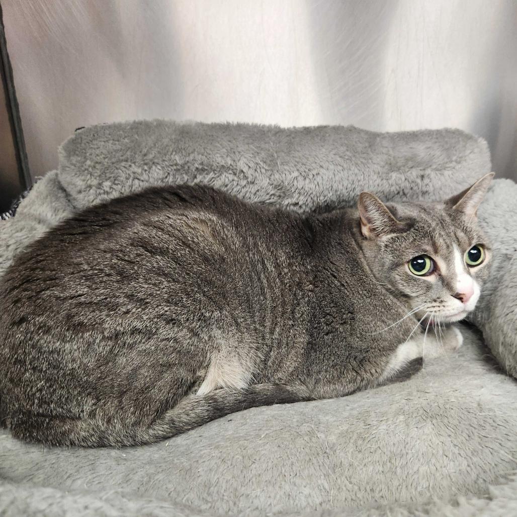 Storm, Adoptable, Senior Female American Shorthair.