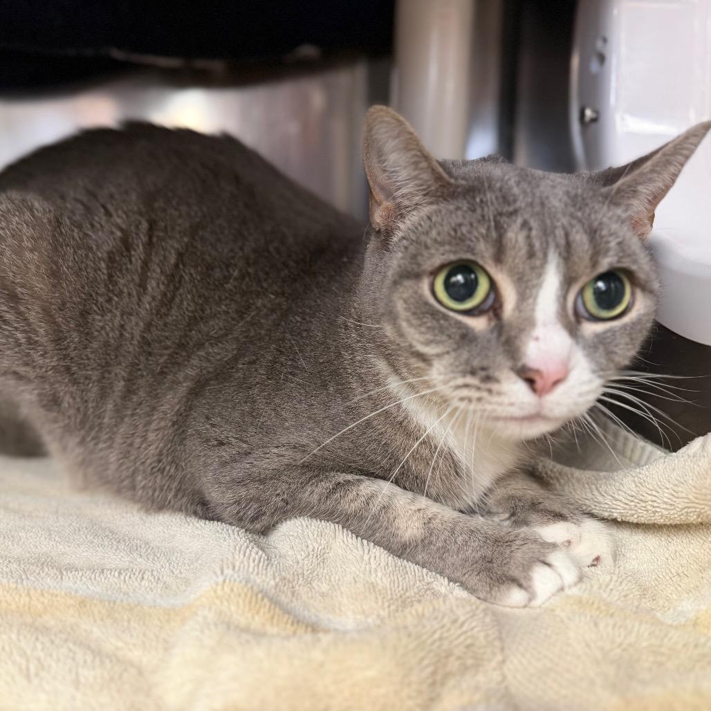 Storm, a Adoptable American Shorthair in Conshohocken, PA image 2/4