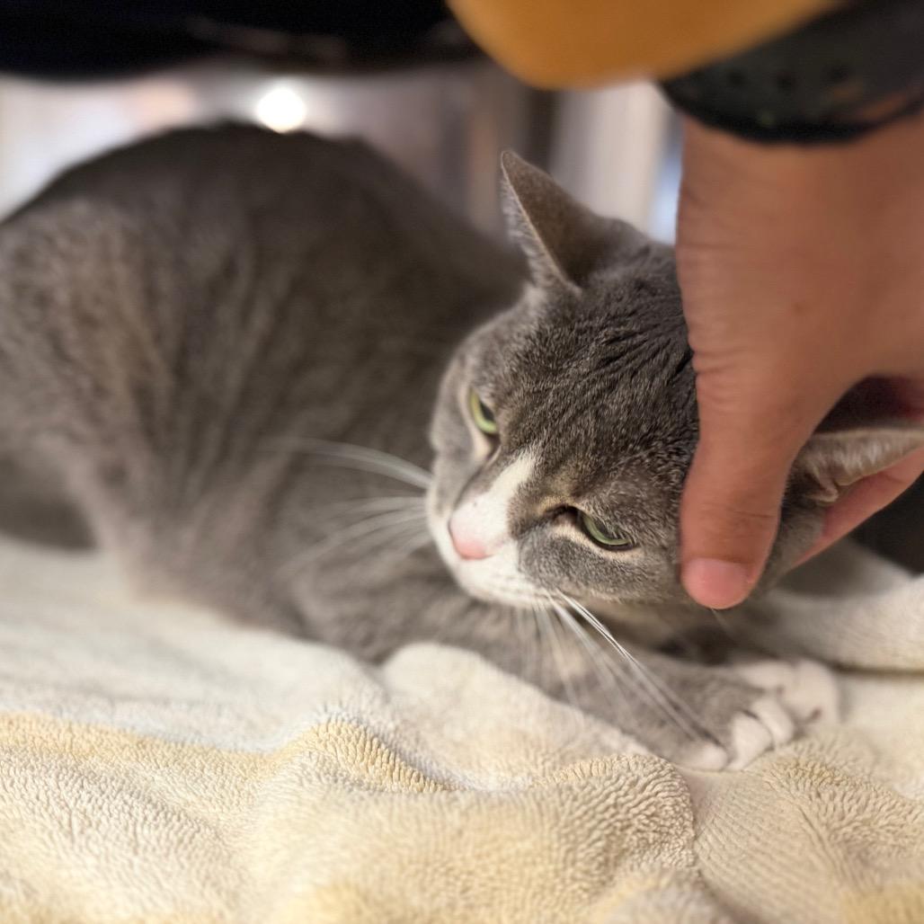 Storm, a Adoptable American Shorthair in Conshohocken, PA image 3/4