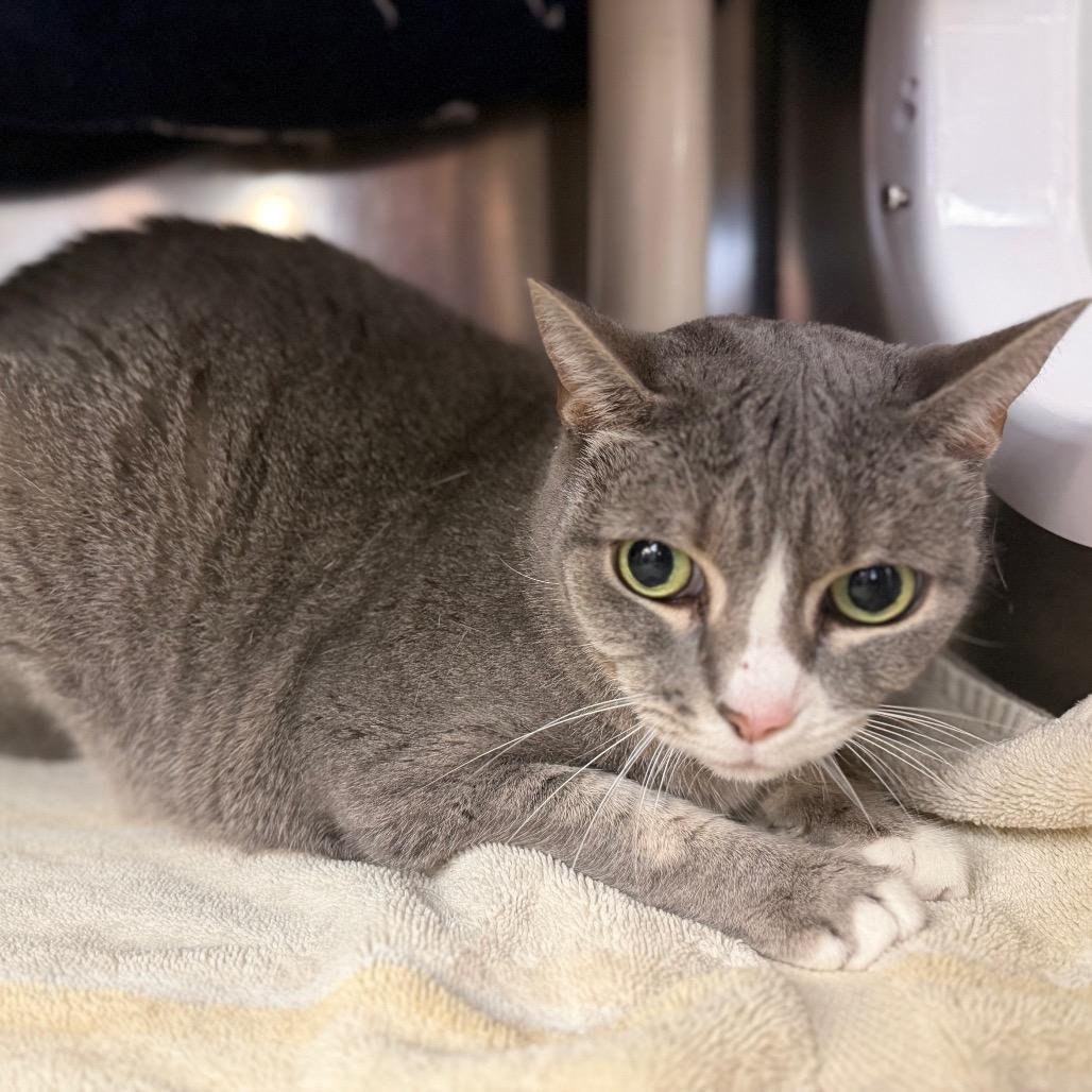 Storm, a Adoptable American Shorthair in Conshohocken, PA image 4/4