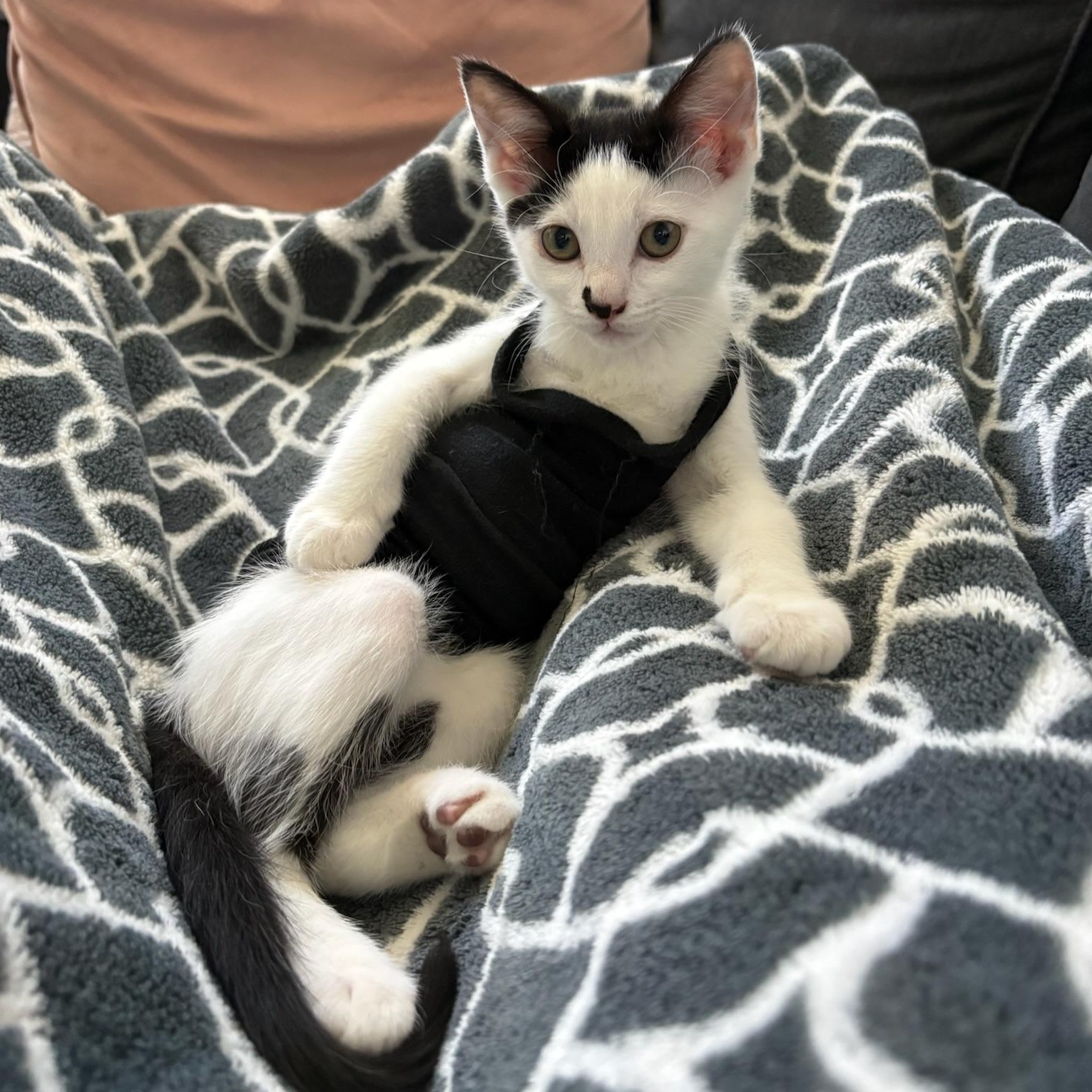 Gorgonzola, Adoptable, Kitten Female Domestic Short Hair.