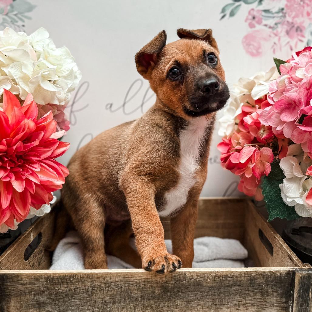 Enlarge Charming , a Adoptable mixed breed in Newberg, OR image 2/3