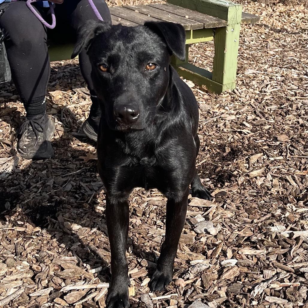 Enlarge Suzie, a Adoptable mixed breed in Deerfield, IL image 1/3