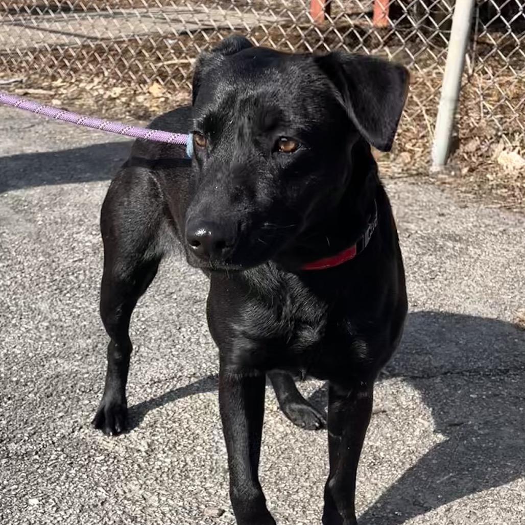 Enlarge Suzie, a Adoptable mixed breed in Deerfield, IL image 2/5