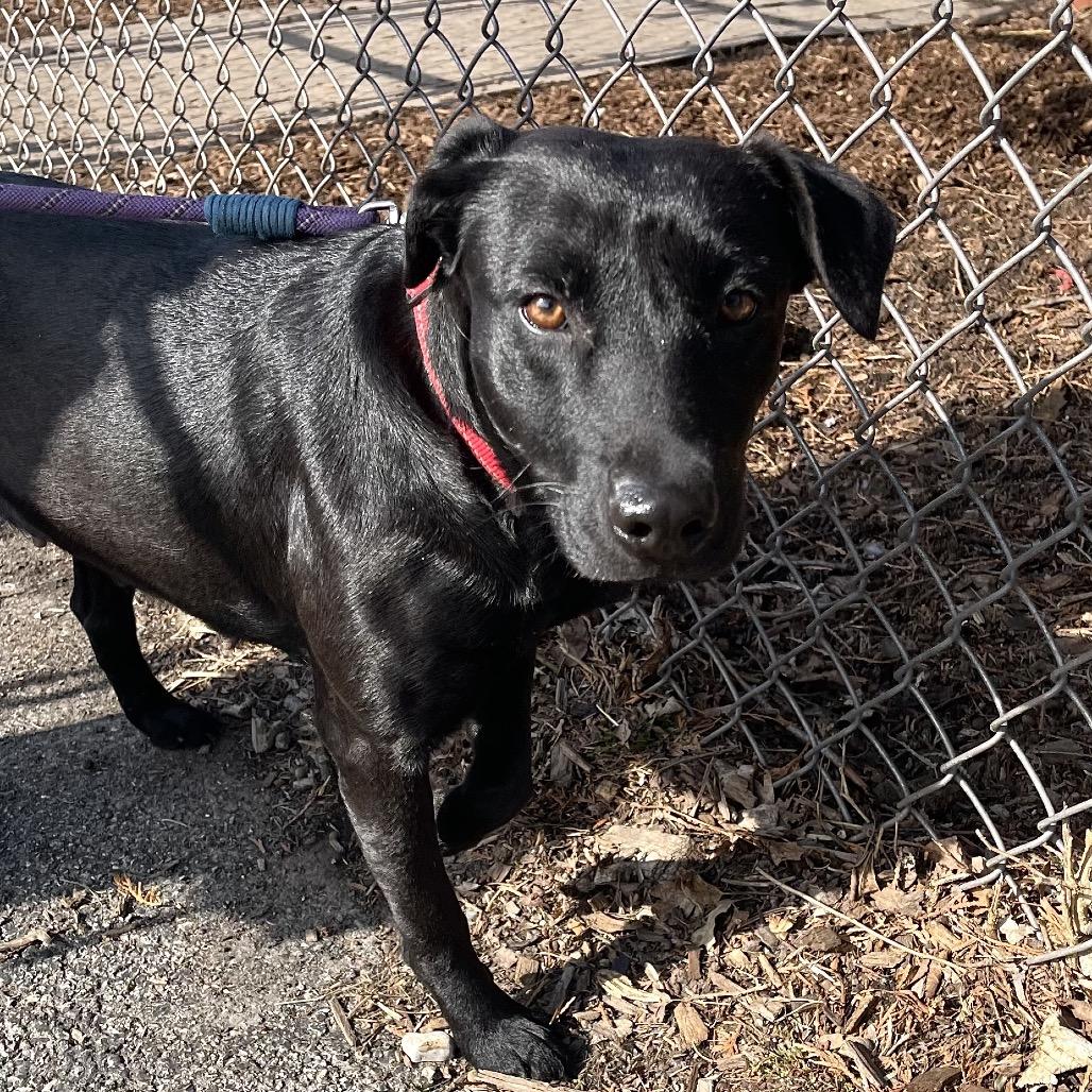 Enlarge Suzie, a Adoptable mixed breed in Deerfield, IL image 3/5