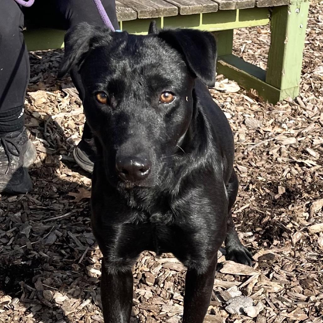 Enlarge Suzie, a Adoptable mixed breed in Deerfield, IL image 2/3