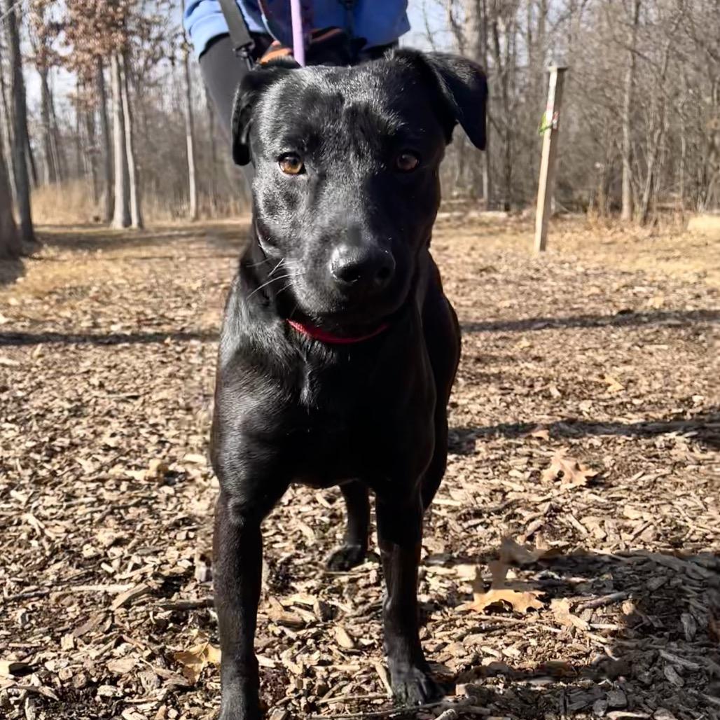 Enlarge Suzie, a Adoptable mixed breed in Deerfield, IL image 5/5