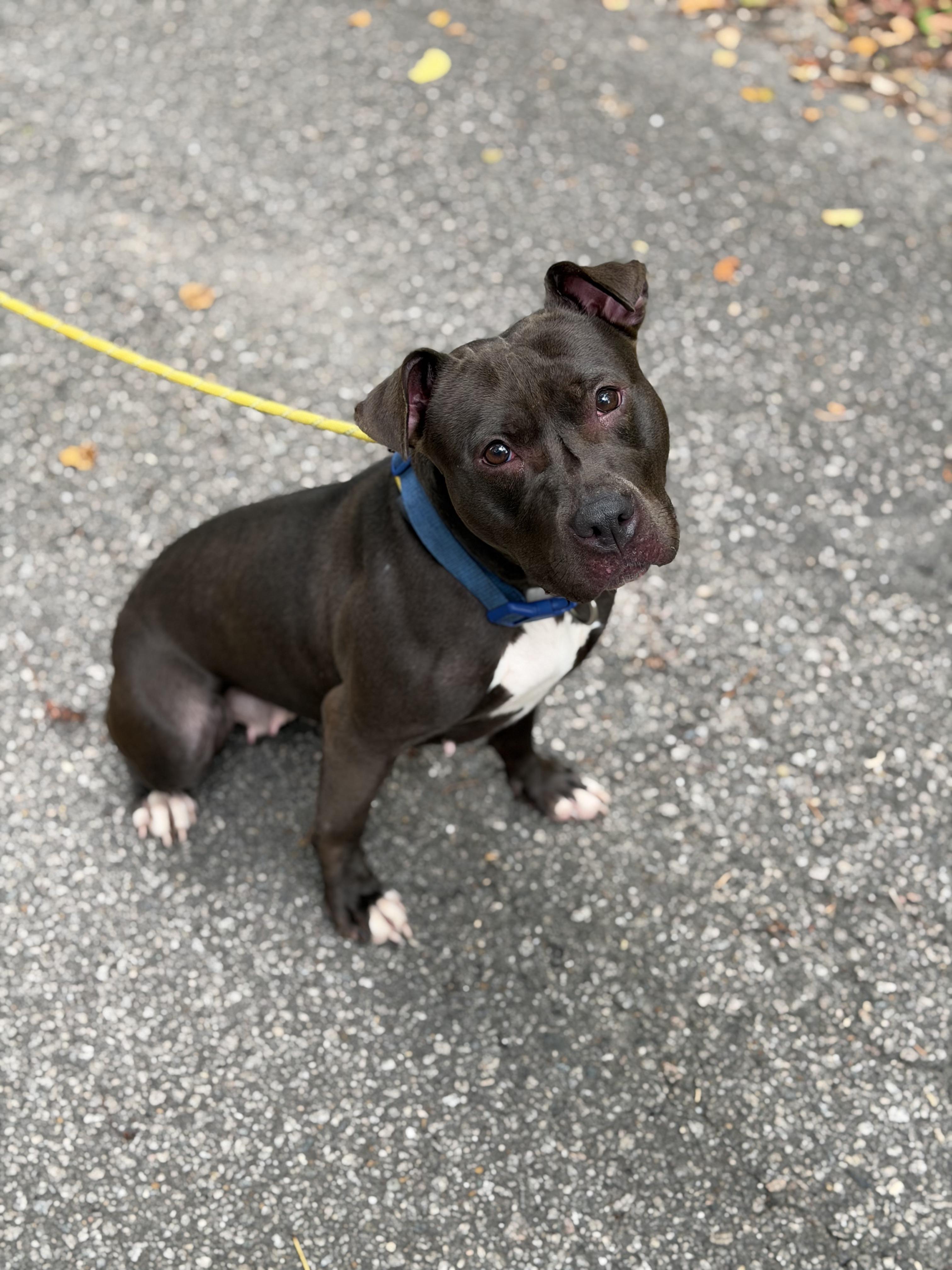 Tootsie, a ADOPTABLE Pit Bull Terrier in Petersburg, VA image 5/5