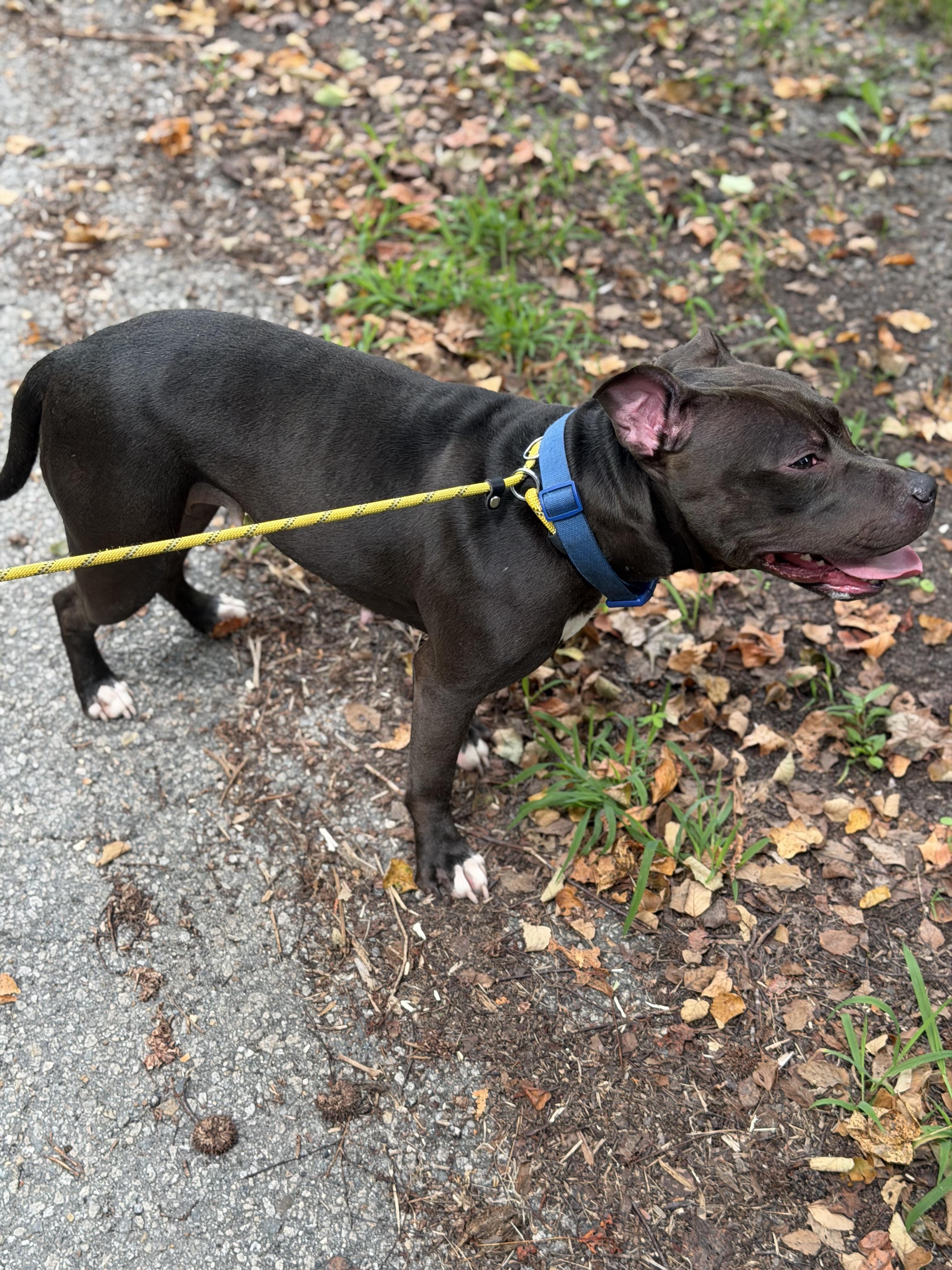Tootsie, a ADOPTABLE Pit Bull Terrier in Petersburg, VA image 4/5
