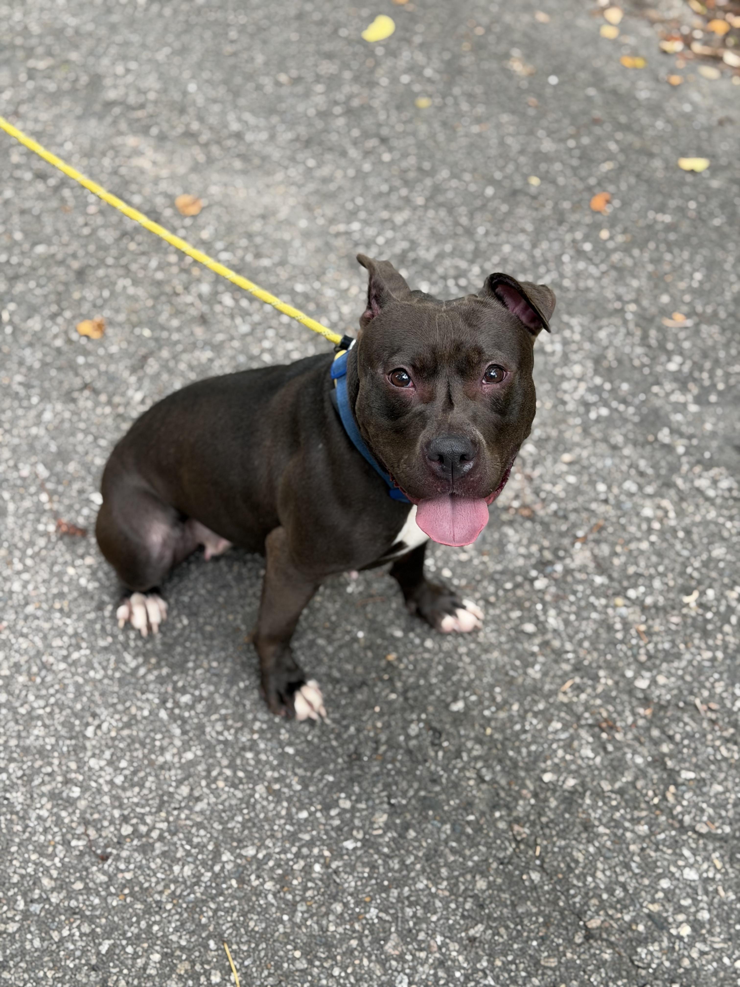 Tootsie, a ADOPTABLE Pit Bull Terrier in Petersburg, VA image 3/5
