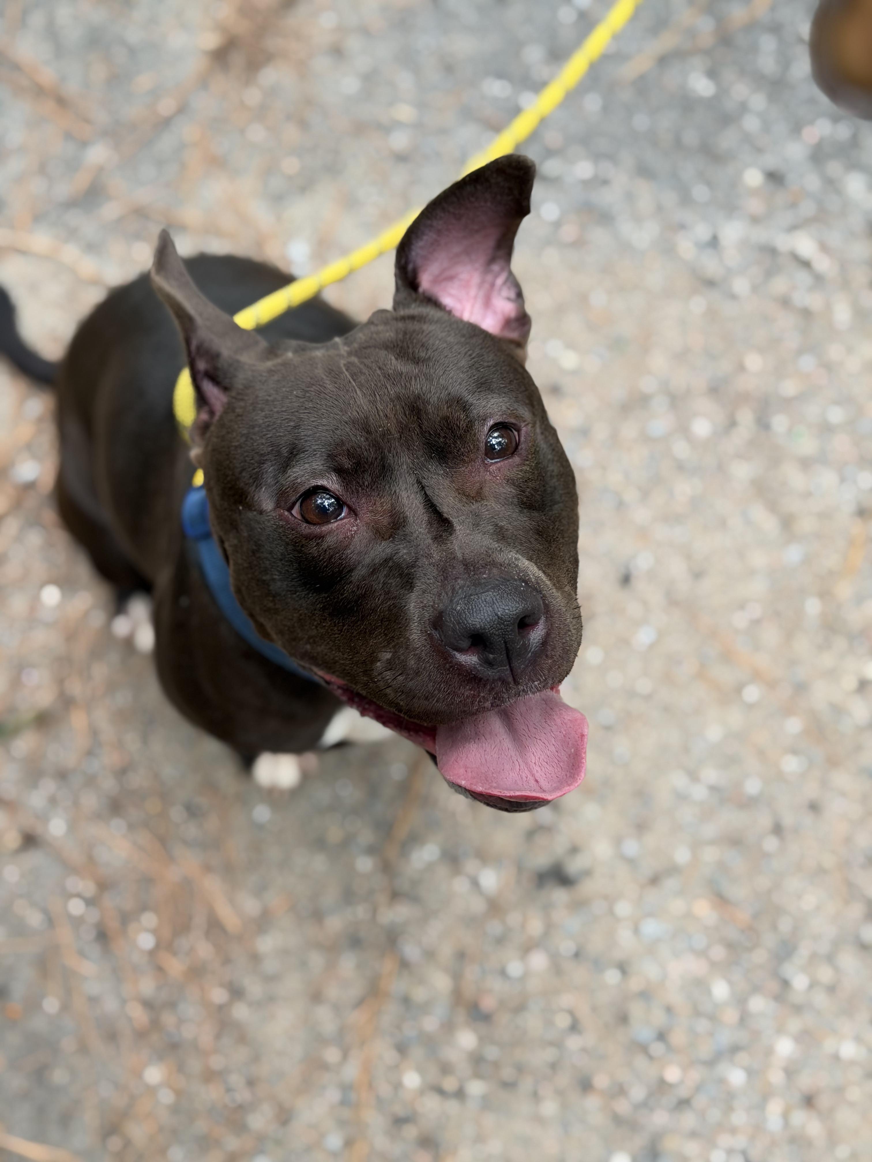 Tootsie, a ADOPTABLE Pit Bull Terrier in Petersburg, VA image 2/5
