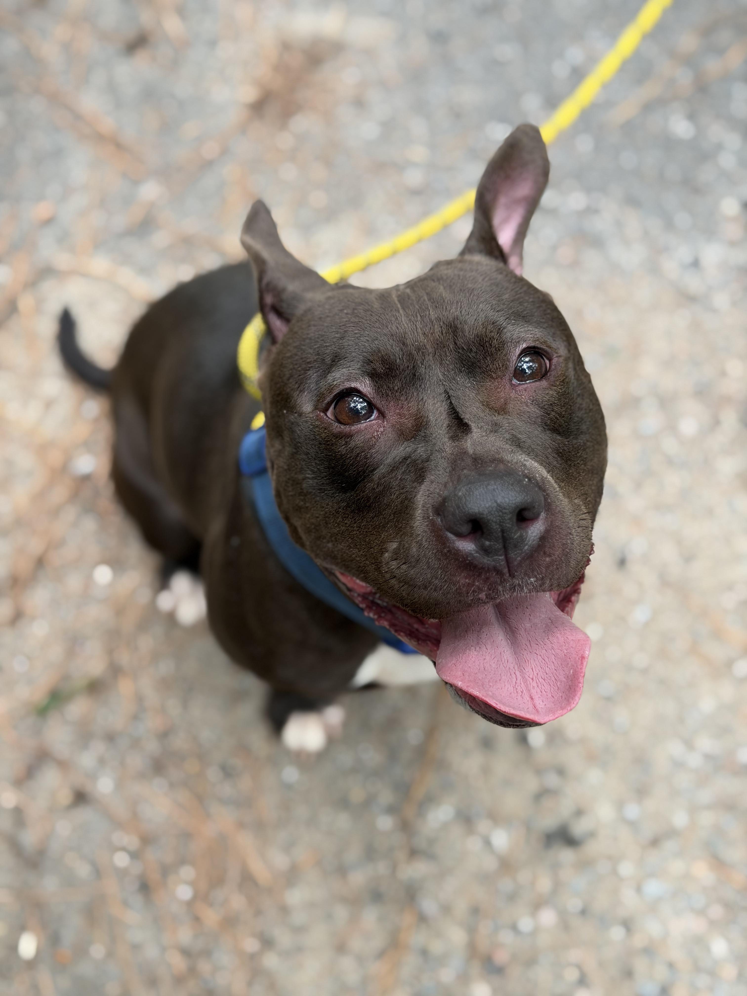 Tootsie, ADOPTABLE, Young Female Pit Bull Terrier.