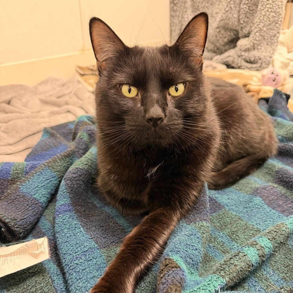 Rumplestiltskin, Adoptable, Adult Male Domestic Short Hair.