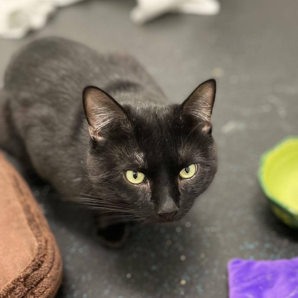 Enlarge Rumplestiltskin, a Adoptable Domestic Short Hair in Enfield, NH image 2/3