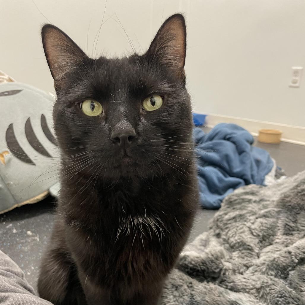 Enlarge Rumplestiltskin, a Adoptable Domestic Short Hair in Enfield, NH image 3/3