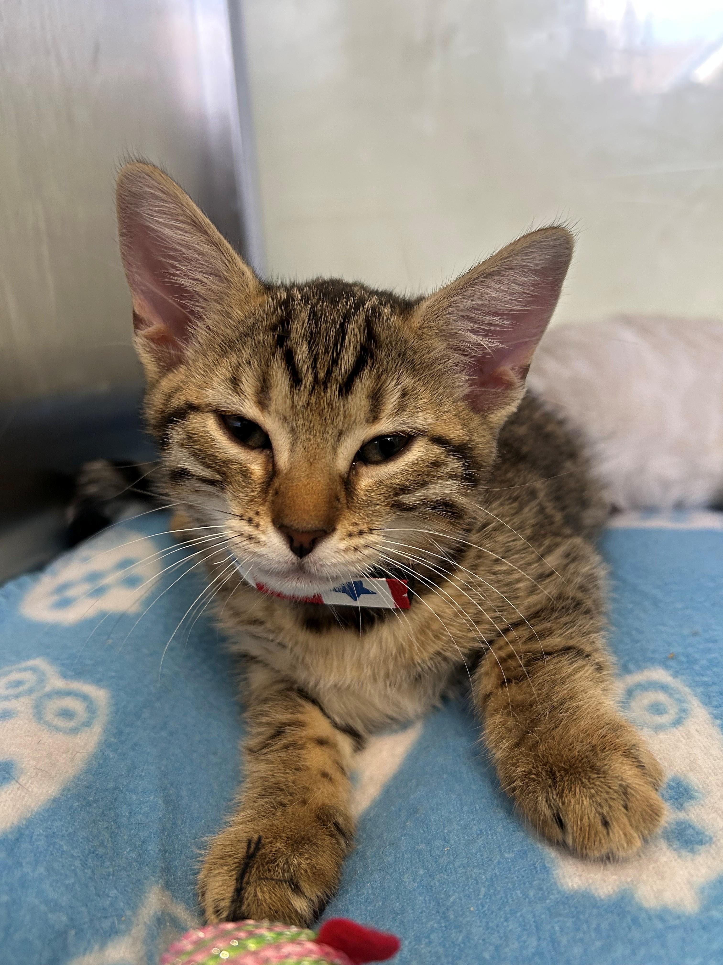 Lotus, Adoptable, Kitten Female Bengal & Domestic Short Hair.