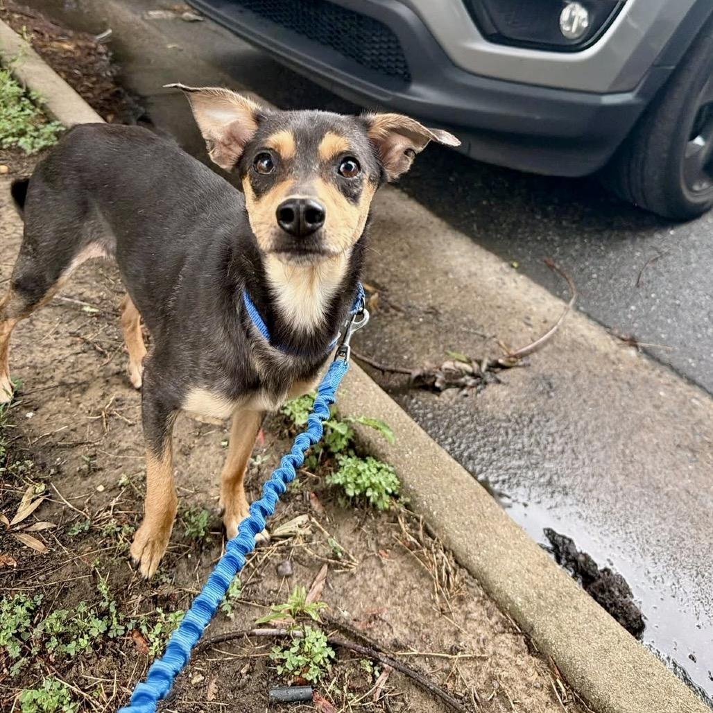 Vienna, Adoptable, Adult Female Mixed Breed.