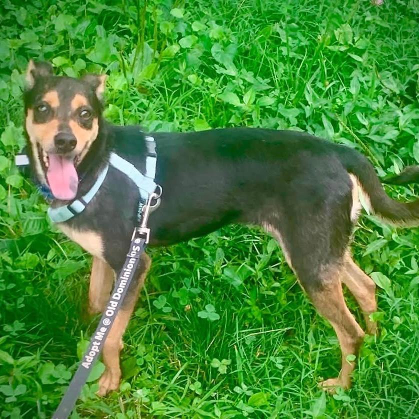 Enlarge Vienna, a Adoptable Mixed Breed in Fredericksburg, VA image 2/2