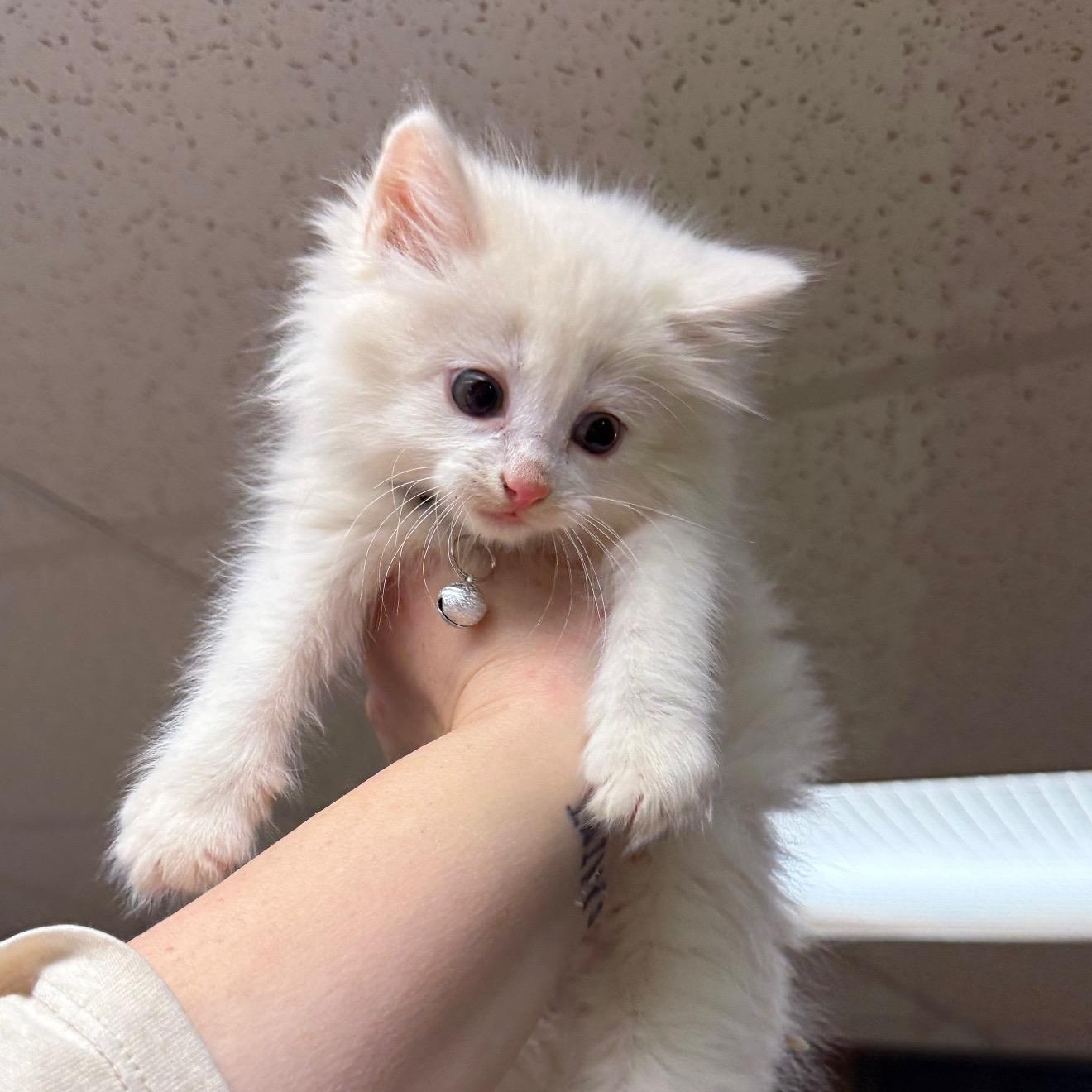 Enlarge Marshmallow, an adopted mixed breed in Morganton, NC image 1/1